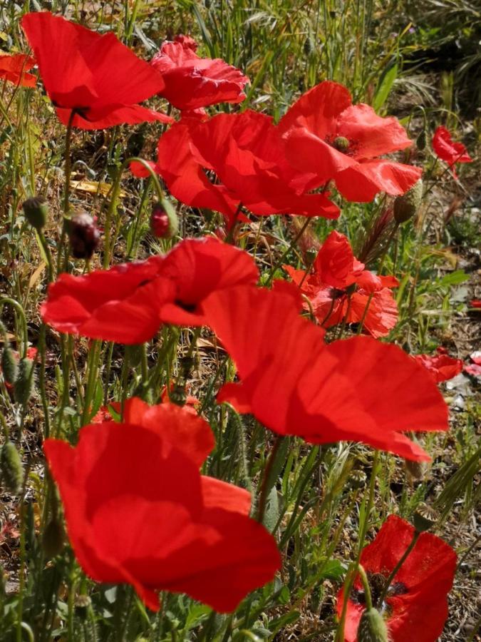 5 Min To Sea Suite Francaise Old Town Antibes Exterior foto